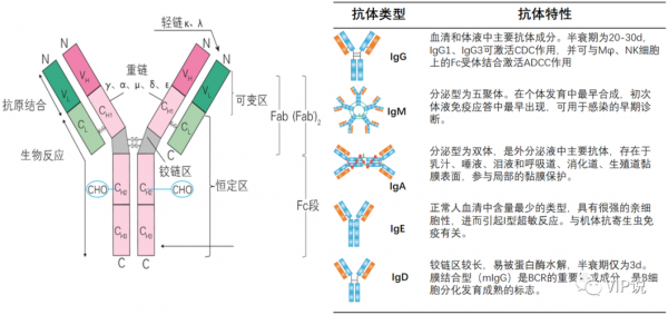 igG和igY有什么区别（igg与ig）