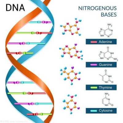 什么碱基是DNA（碱基是dna吗）