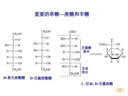 d型糖和l型糖有什么异同（d型糖和l型糖有什么异同点）