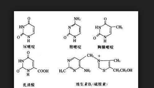 什么叫嘌呤什么叫嘧啶（嘌呤和嘧啶怎么读）